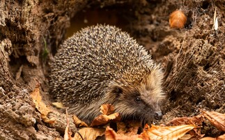 New project uses artificial intelligence to save declining hedgehog population