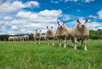 Bluetongue updates:  in almost 20 counties face life in a bluetongue restriction zone