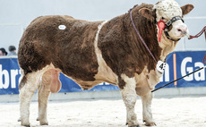 Simmentals lead United Auction's Stirling bull sale trade at 22,000gns