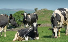 Muller confirms milk price hold for May and June