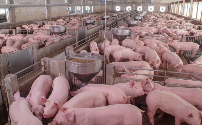 Technology developed by the University of Edinburgh’s Roslin Institute has helped disease resistance in the US pig industry. Technology developed by the University of Edinburgh’s Roslin Institute has helped disease resistance in the US pig industry.