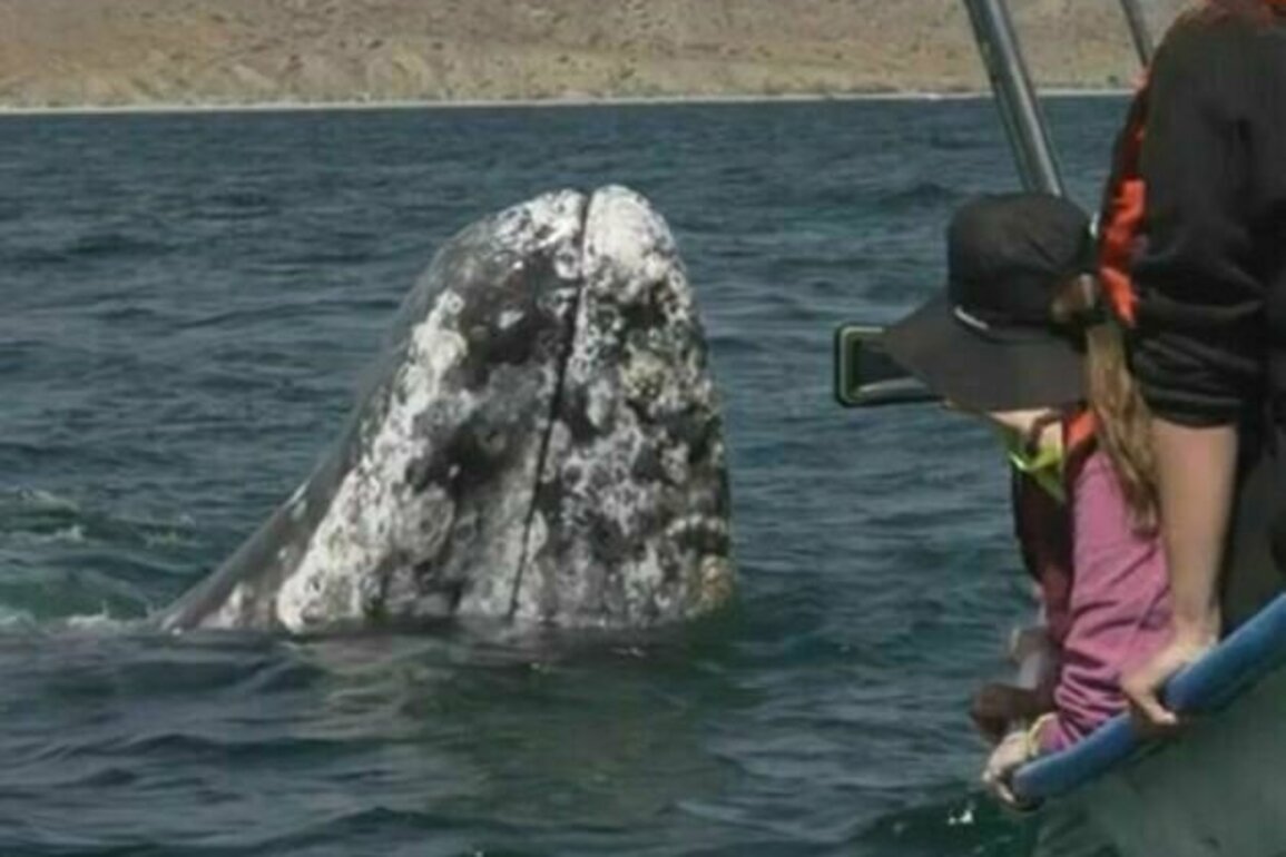 Gray whale population crashes amid climate-driven starvation