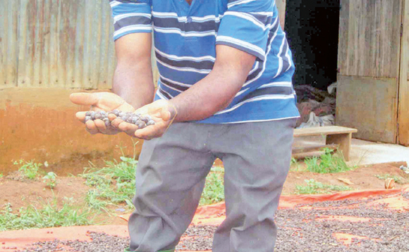 Mayamja Kibuuka, omusuubuzi w’emmwaanyi ng’alaga ekirerya. Mayamja Kibuuka, omusuubuzi w’emmwaanyi ng’alaga ekirerya.