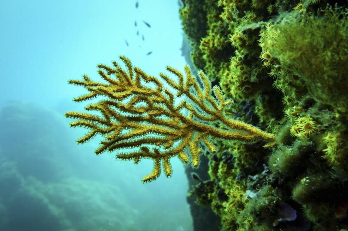 Push to turn promises into protection at UN ocean meet