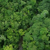 Some tropical trees cool their leaves to survive the heat - but not all species have ways to cope