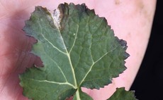 Oilseed rape crops on high phoma alert