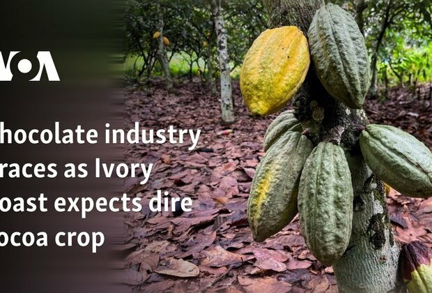 Chocolate industry braces as Ivory Coast expects dire cocoa crop