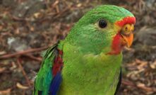 A juvenile Swift Parrot.