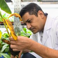 Pakistani scientist helps combat "banana cancer" in China