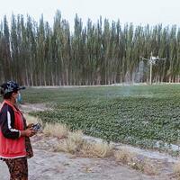 Drones take Xinjiang's cotton farming automation to new heights