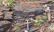 Some of SA's abundant magnetite. Photo courtesy SA government