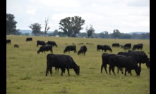  The cattle market has recorded a significant price drop in the past month. Picture Mark Saunders.