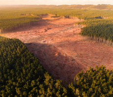 Global tropical forest loss falls after political change stumps loggers in Brazil and Colombia