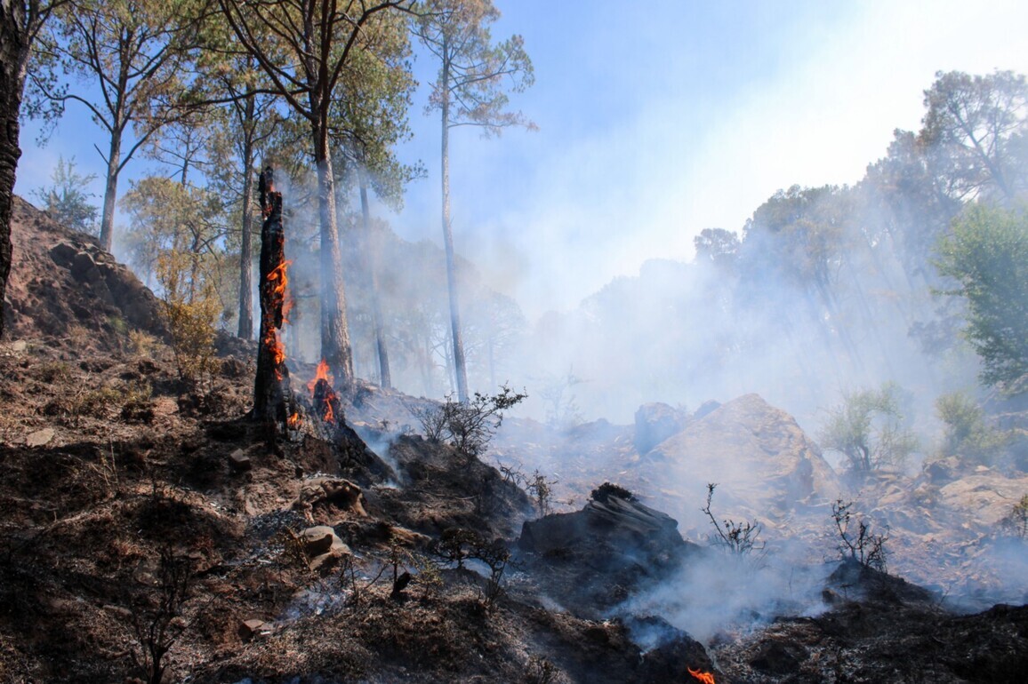 Himachal forest fires under control despite 232 incidents, Rs 67 lakh loss: PCCF Sanjay Sood