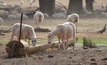  A heatwave is placing farms under stress in eastern Australia. Picture Mark Saunders