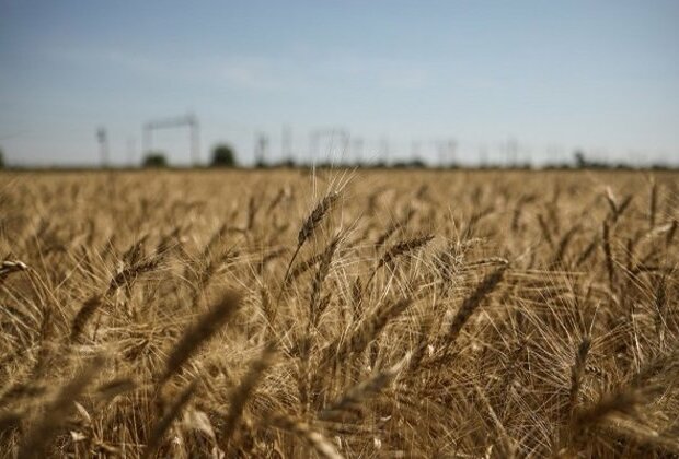 Ukraine grain shipment to be inspected in Istanbul on Wednesday