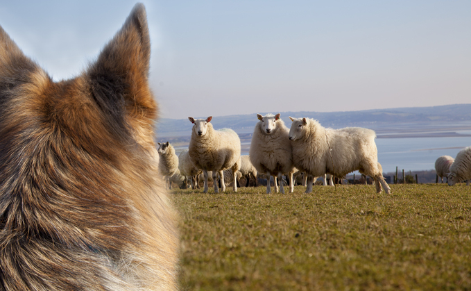 NSA sheep worrying campaign highlights concerning gap between dog owners' awareness and behaviour