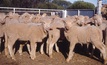 New sheep footrot vaccine available