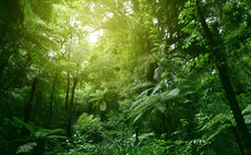 Is it a SINS? More than $1tr of GDP in Europe, China, and US at risk from deforestation, study warns