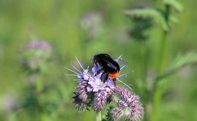 The Government says its ELM schemes will help protect and restore bee habitats