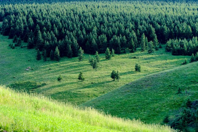 CHINA-INNER MONGOLIA-HOHHOT-GRASSLAND-SCENERY (CN)