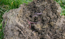 How 'soil first' thinking has driven a system change