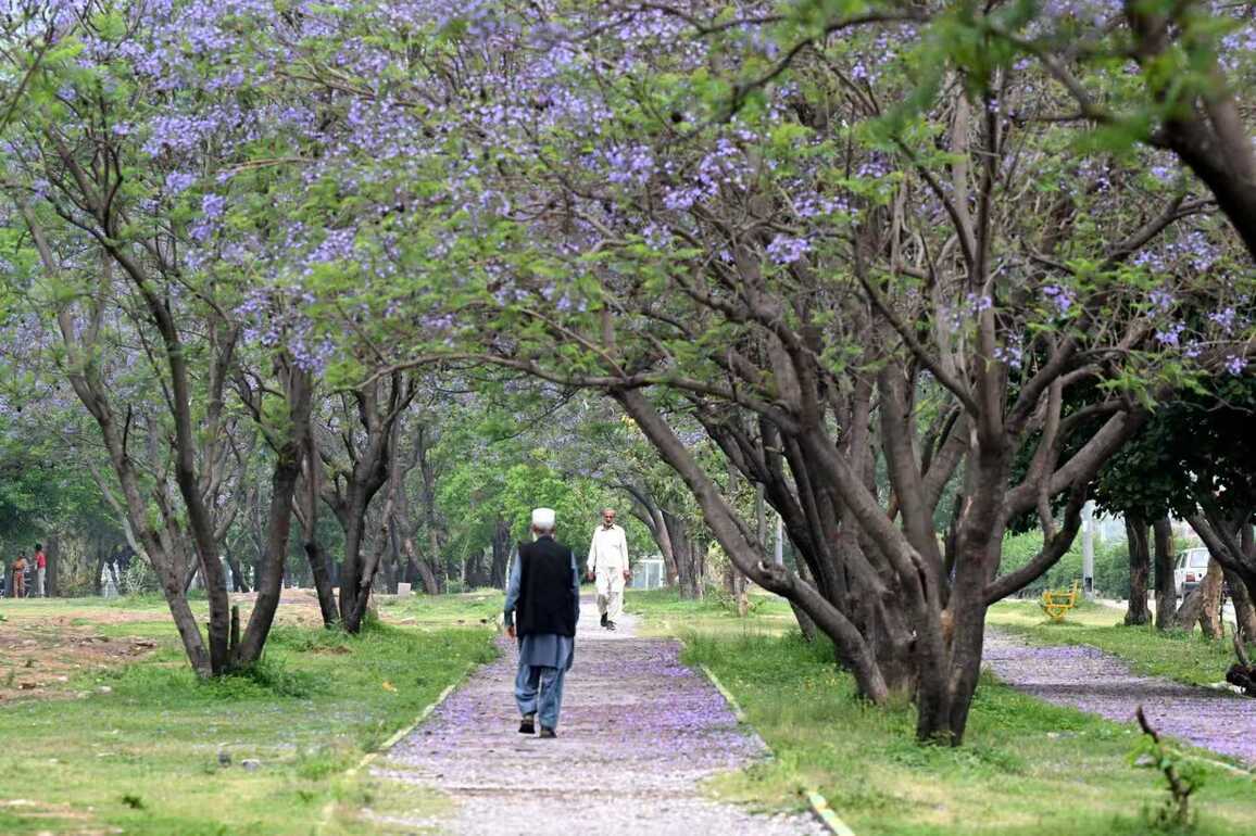 PAKISTAN-ISLAMABAD-JACARANDA-BLOSSOM