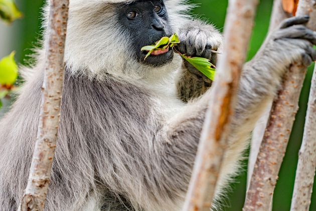 (InXizang)CHINA-XIZANG-XIGAZE-HIMALAYAN LANGURS (CN)