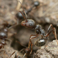 One queen ant, two species: the discovery that reshapes what 'family' means in nature