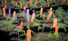 CSIRO said AI can help it target new, sustainable crops.