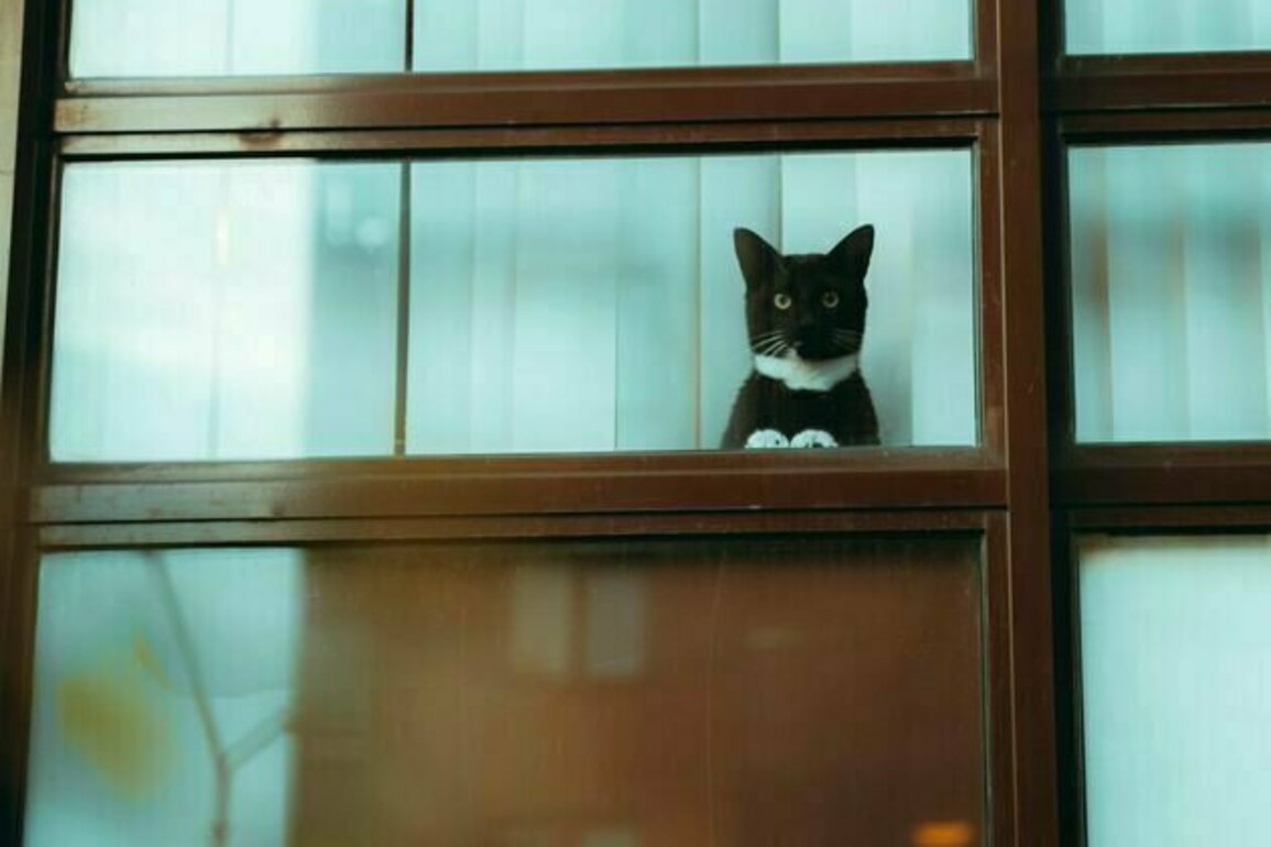 My cat needs to be contained indoors - how do I make sure it stays happy?