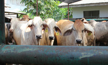 Darwin doubles live cattle exports