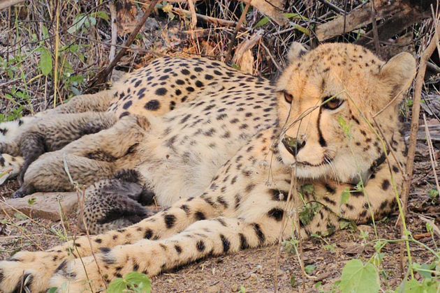 MP: Indian-born cheetah Mukhi gives birth to 5 cubs at Kuno National Park