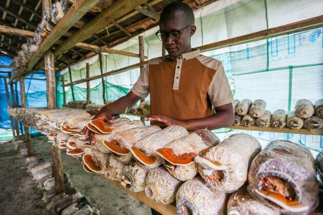 (Hello Africa) How spark of Chinese Juncao ignites "open-source" transformation for Tanzanian youth