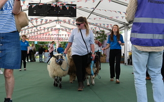 Sheep drovers return to Hay on Wye for first time in a century