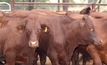 Indo eyes Australian beef genetics