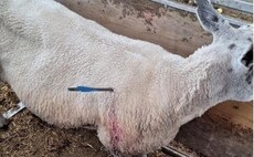Two sheep recovering after sustaining crossbow wounds