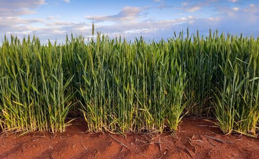 GIWA estimated WA's crop production at 22.66mt, but added the current potential was at least equal to 2025.