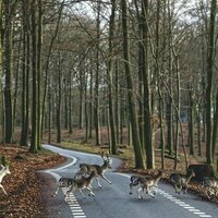 Bills in Congress aim to cut wildlife collisions in Missouri