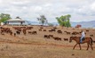 Aussie beef exports lift in May