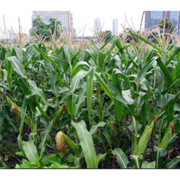 Taiwanese agricultural groups sign LOIs with Indiana for soybeans, corn