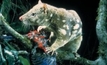 Heartbreaking wave of animal extinctions in Australia