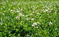 Using clover to reduce nitrogen inputs