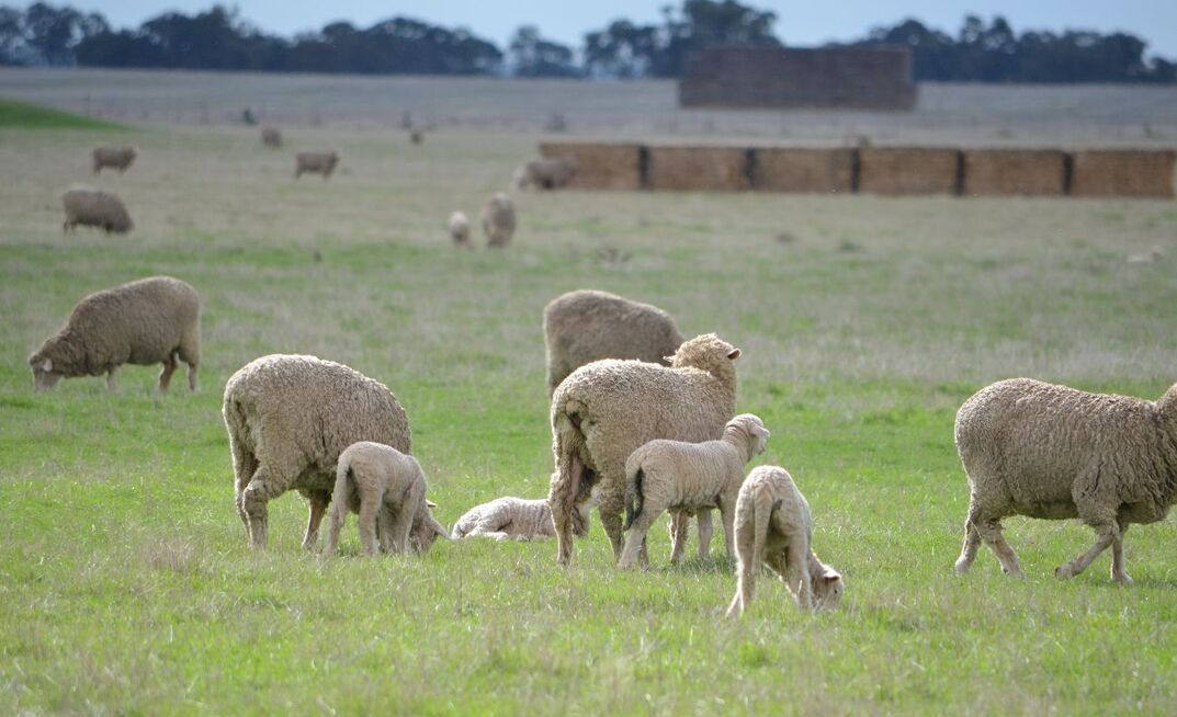 The industry-led plan will feed into The Future Flock strategy. 