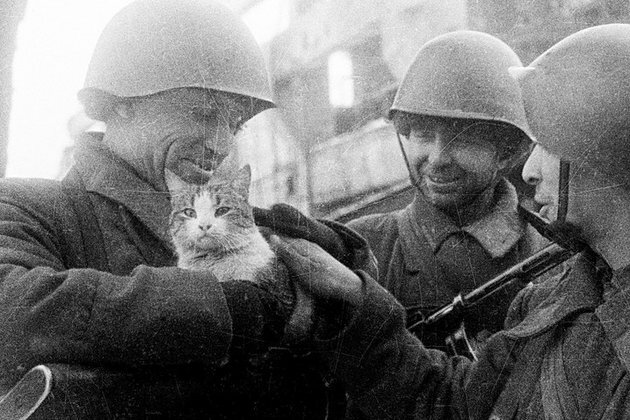 How cats and camels helped the Soviets to win WWII