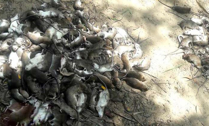 Thousands of rats descend on Myanmar villages Thousands of rats descend on Myanmar villages
