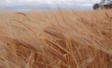 Aussie barley to be marked against Canada's best