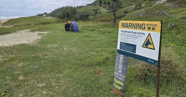 Role of dingoes in focus after woman found dead on Australian beach