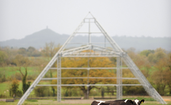 Fallow year for Glastonbury gives cows chance to 'reclaim their land'