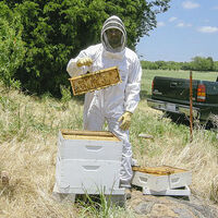 Beekeeping movement takes off across Athens, keeps rooftops buzzing